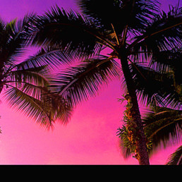 Pink Palms, Palm Cove - Panoramic Desktop Frame - Steve Rutherford