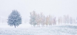 Whiteout, Millbrook, NZ - Steve Rutherford Landscape Photography Art Gallery